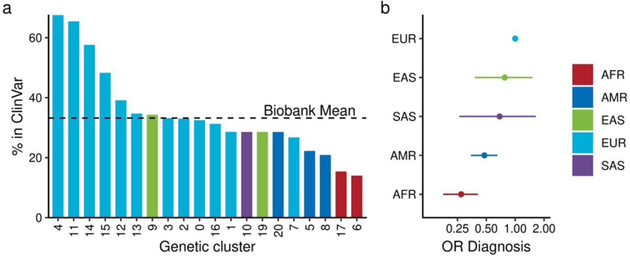 Different annotation rate for the functional variants in the pathogenic genesa, The bar heights depict the proportion of pLOF variants in ACMG genes within specific genetic clusters identified in MGBB with pathogenic/likely pathogenic annotations as determined by multiple expert reviews in ClinVar. b, The odds ratio indicates the likelihood of pLOF variants in ACMG genes having pathogenic/likely pathogenic annotations based on multiple expert reviews. The results are presented in the continental ancestries and in reference to the European population. Error bars indicate 95% confidence intervals. OR, Odds Ratio; AFR, African; AMR, Admixed American; EAS, East Asian; EUR, European; SAS, South Asian. ACMG, American College of Medical Genetics and Genomics; MGBB, Mass General Brigham Biobank; pLOF predicted loss of function.