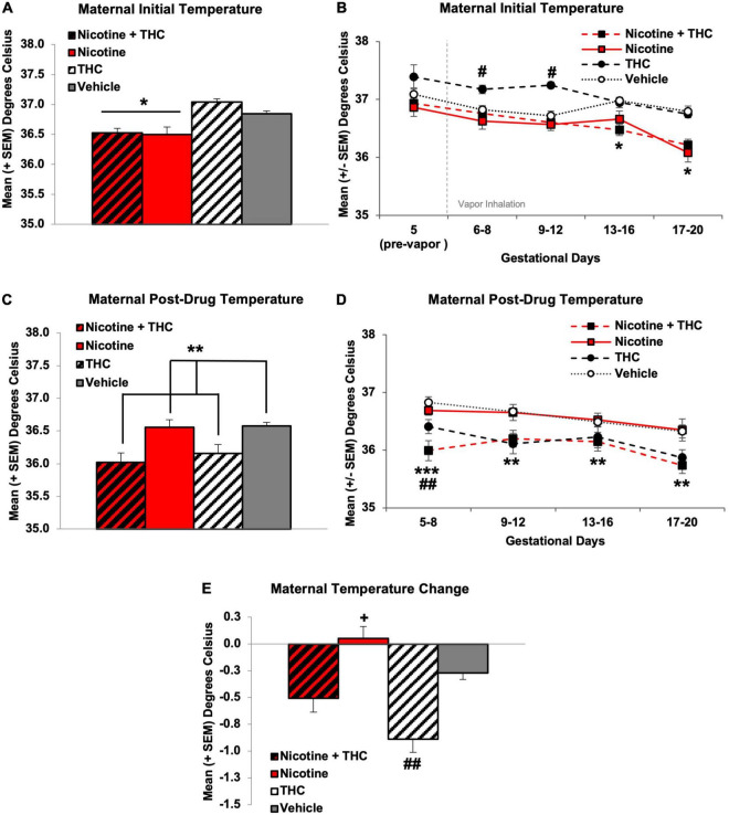 Pregnant dams exposed to nicotine via e-cigarettes had lower initial daily temperatures across the vapor inhalation exposure period (A). At the beginning of drug exposure, dams exposed to THC had significantly higher initial daily temperatures, which declined to control levels by mid-pregnancy. Dams exposed to any nicotine maintained lower initial daily temperatures throughout the latter half of pregnancy (B). In contrast, pregnant dams exposed to THC via e-cigarettes had lower temperatures following vapor inhalation (C). Early in exposure, this effect was driven by the combined exposure group, but a main effect of THC remained throughout the rest of the exposure period (D). When compared against initial daily body temperatures, pregnant dams exposed to THC had a greater temperature change compared to all other groups (E). *Nicotine different than no Nicotine, p’s < 0.05. #THC only > all other groups, p < 0.01. **THC < no THC, p’s < 0.05. ***Nicotine + THC < all other groups, p’s < 0.001. +Nicotine only > Vehicle, p < 0.05. ##THC only < Vehicle, p < 0.05.