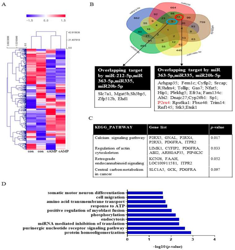 The biological functions of miRNAs in cAMP-induced Schwann cells. (A) miRNA expression in Schwann cells after cAMP treatment based on microarray analysis. Red indicates upregulated miRNAs; blue indicates downregulated miRNAs. n = 2 per sample. The heat map visualizes the hierarchical clustering of differentially expressed miRNAs (log2FC) from cAMP-treated primary Schwann cells compared with controls, according to the indicated color scale. (B) A Venn diagram was used to identify overlapping targets of five upregulated miRNAs (miR212-5p, miR335, miR20b-5p, miR146b-3p, and miR363-5p). KEGG pathways (C) and GO terms (D) for the target genes are shown.