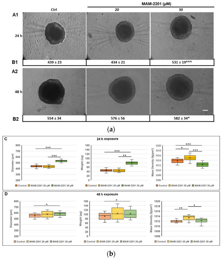 (a) Morphology analysis by phase-contrast microscopy of the D384 spheroids after MAM-2201 exposure: MAM-2201 treatments did not cause morphological alterations to the spheroidal structure of spheroids, but induced an increase in the spheroid size at the highest concentration tested (30 µM) for both the 24 h (A1,B1) and 48 h (A2,B2) time points considered. Scale bar: 100 µm. (b) Biophysical characterization of D384 spheroids after 24 h (C) and 48 h (D) of MAM-2201 exposure in terms of (left panels) size, (central panels) weight, and (right panels) mass density. Box-and-whisker plots are indicative of the population distribution. * p < 0.05, ** p < 0.01, *** p < 0.001.