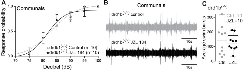 drd1b expression is socially regulated and necessary for status-dependent ECS regulation of escape and swim circuits. (A) Probability of startle escape response of drd1b(–/–) communal zebrafish before (control) and after injection of JZL184. (B) 1 min recording of far field-potentials of spontaneous swimming activity before (control) and after JZL184 injections for drd1b(–/–) communal zebrafish. (C) Average number of swim bursts per 1 min for drd1b(–/–) communal fish (n = 10) before and after JZL184 injection.