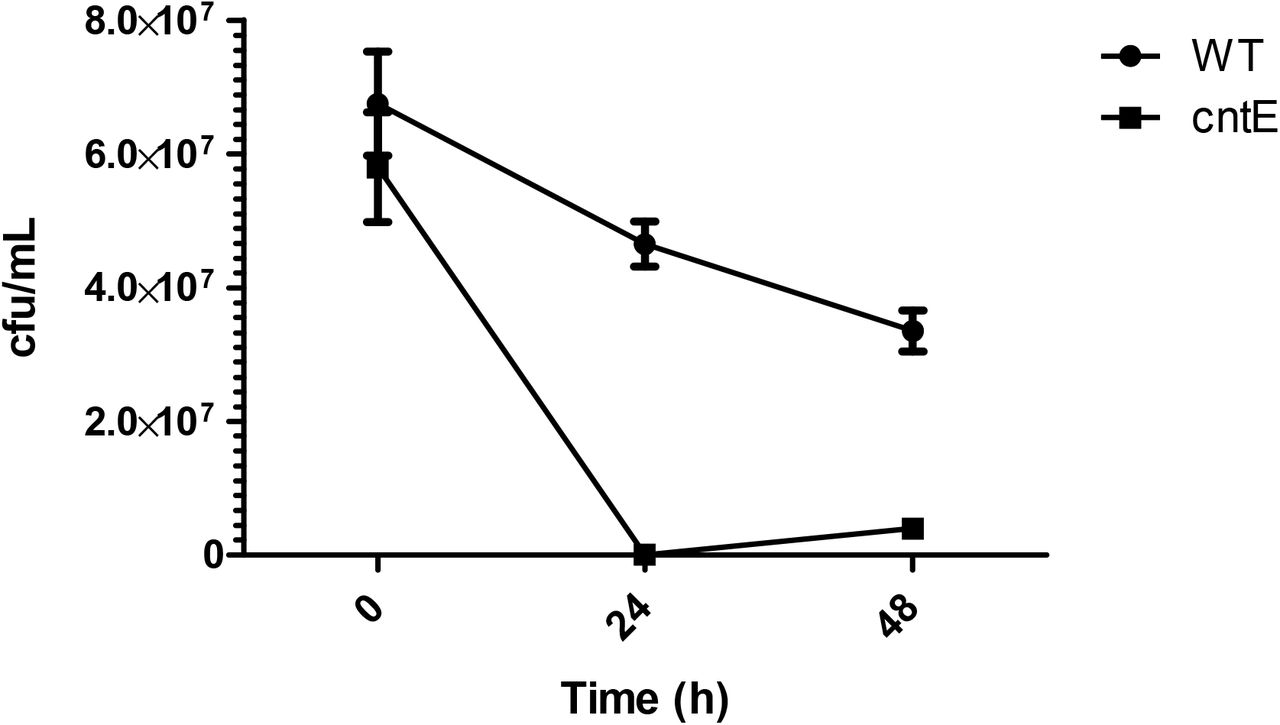 Comparison of survival of S. epidermidis 846 wild-type versus a cntE transposon insertion mutant in processed synovial fluid over 48h.
