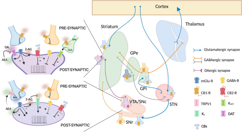 Distribution of CB-Rs within the basal ganglia circuitry and eCB/CB-dependent modulation of DA release via direct and indirect mechanisms. eCBs can control both excitatory and inhibitory neurotransmitter release and indirectly modulate axonal and somatodendritic DA release. A direct action of eCBs on DA axons and cell bodies occurs following binding to CB2-R or K+ channels which results in inhibition or increase in DA release