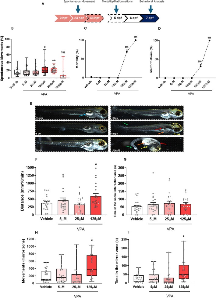 Acute and long‐term consequences of embryonic exposure to different concentrations of VPA. (A) Timeline of the analysis. (B) VPA exposure (pink arrow) changes the percentage of movement after 24 h. (C and D) Zebrafish exhibited increased rates of malformations and mortality by 5 days post‐fertilization (dpf) depending on the concentration of VPA. (E) Representative images of observed malformations: blue arrows indicate inflated swim bladders, red arrows denote non‐inflated swim bladders, orange arrows show yolk sac edema, yellow arrows highlight pericardial edema, and green arrows point to tail malformations. Data are presented as mean ± standard error of the mean (SEM), with n = 61–63 larvae per group. (F–I) Behavioral analysis of the long‐term (7 dpf, blue arrow) behavioral effects of different consequences of VPA embryonic exposure: (F) open field test—represented as mean ± SEM, with n = 21–24 larvae per group; (G) social interaction test—represented as mean ± SEM, n = 22–23 larvae per group; (H) the number of movements toward the mirror was recorded; (I) the time spent in the mirror area was also measured. Data are shown as median and interquartile ranges, with n = 22–24 larvae per group. Statistical analyses were performed as follows: Kruskal–Wallis test with Dunn's post hoc test for panels (B, H, I); one‐way ANOVA with Duncan's post hoc test for panels (C, D, F, G). Significance levels are indicated as: *p < 0.05, **p < 0.01 versus the vehicle group; §§§ p < 0.001 versus all groups. For a detailed description of the experimental design, please see Figure 1.