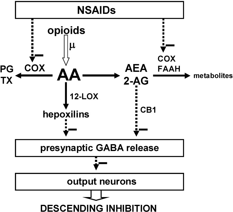 Proposed model for the interaction of NSAIDs, opioids and cannabinoids in the descending pain control system to induce analgesia. Minus symbols indicate inhibition. Inhibition of the cyclooxygenases (COX) by NSAIDs reduces the synthesis of prostaglandins (PG) and thromboxanes (TX) and thus increases the availability of arachidonic acid (AA). Opioids also increase the availability of AA by activating the phospholipase A2 via the µ-opioid receptor. Via the 12-lipoxygenases (12-LOX) AA is transformed into hepoxilins, which indirectly inhibit GABA release. By inhibiting COX and FAAH the NSAIDs spare AEA and 2-AG, which bind to the CB1 receptor (The role of the CB2 receptor in this model has not been established.) and thus inhibit GABA release. Removal of inhibition by GABA enhances the activity of output neurons that inhibit pain.