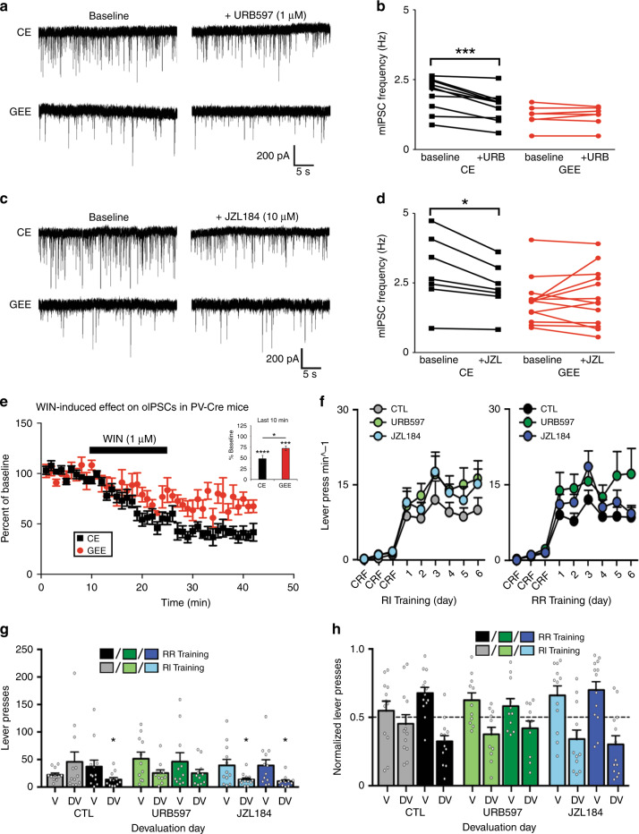 Pharmacological manipulation of endocannabinoid levels can mimic GEE effects.a Representative traces of MSNs recorded from CE and GEE before (baseline) and during exposure to URB597, a FAAH inhibitor. b Graph showing effects of URB597 on mIPSC frequency in MSNs from CE (black) and GEE (red) mice. Note that URB597 decreases frequency in CE but not in GEE MSNs. c Representative traces of MSNs recorded from CE and GEE before (baseline) and during exposure to JZL184, a MAGL inhibitor. d Exposure to JZL184 also decreases the frequency of mIPSCs recorded in CE MSNs but has no effect in GEE MSNs. e Effect of bath application of WIN on oIPSCs in PV-MSN synapse in CE and GEE DLS MSNs. Baseline was determined as the average oIPSC amplitude measured in the 10-minute window prior to WIN administration. Inset: average percent baseline measurements of oIPSCs over the last ten minutes of recording. f Response rate for pretreated mice under RI (left panel) and RR (right panel) schedules. g Lever-presses during drug-free outcome devaluation testing in valued (V) and devalued (DV) states. h Normalized lever-pressing during drug-free outcome devaluation testing in valued (V) and devalued (DV) states. Error bars equal ± SEM, *p < 0.05.