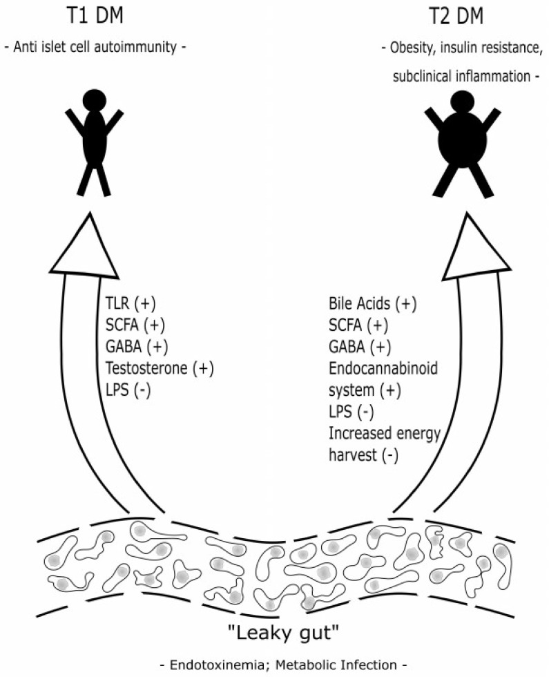 Putative factors in the interaction between gut microbiota and their impact on diabetes mellitus (+: positive; −: negative). Please note that most mechanisms have not been demonstrated in animal models yet. Abbreviations: SCFA: Short-chain fatty acids; GABA: Gamma-aminobutyric acid; TLR: Toll-like receptors; LPS: Lipopolysaccharides.