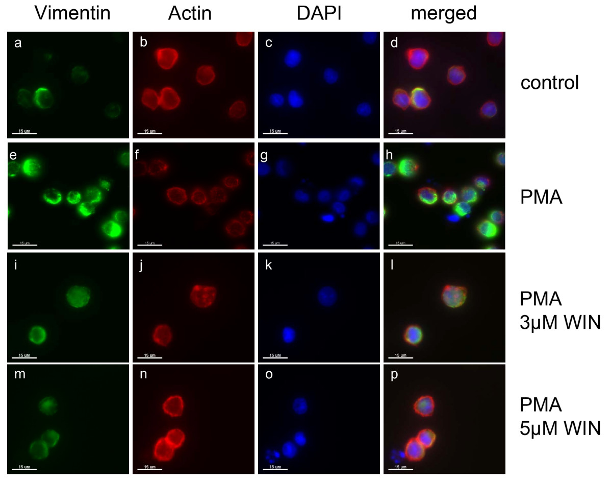 Immunocytochemical analysis of vimentin expression in PMA-induced U937 cells co-incubated with WIN55212-2. Differentiation of U937 cells was induced by 25 nM PMA with or without co-incubation with WIN55212-2. The experimental groups were: 1.) Vehicle control = treatment with 0.1% DMSO only (a, b, c, d), 2.) Differentiation control = treatment with 25 nM PMA (e, f, g, h), 3.) Experimental groups were treated additionally with 3 μM (I, j, k, l) or 5 μM (m, n, o, p) WIN55212-2, respectively. Cells were stain against vimentin (a, e, i, m), actin (b, f, j, n) and DAPI (c, g, k, o) and analysed by confocal laser scanning microscopy. Merged pictures are shown (d, h, l, p). Scale bar = 15 μM.