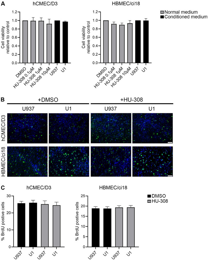 Cellular viability and proliferation of hCMEC/D3 and HBMEC/ci18 cells following exposure to promonocytes conditioned media and HU-308.A)Cell viability assay in hCMEC/D3 and HBMEC/ci18 measured by XTT after exposure to increasing concentrations of HU-308, together with control U937-conditioned media or U1- latent HIV-conditioned media. B) Representative images of BrdU incorporation (green) and Dapi nuclear staining (blue) in hCMEC/D3 and HBMEC/ci18 monolayers grown on glass coverslips for 5 days before being incubated for 24 h with control conditioned medium (U937) or latent HIV-conditioned medium latent (U1) in presence of 0.1 % DMSO or 10 μM HU-308 for 24 h. Scale bar = 50 μm. C) Quantification of the percentage of proliferating hCMEC/D3 and HBMEC/ci18 measured by BrdU incorporation after exposure to 10 uM HU-308, and conditioned media, using ImageJ/Fiji. Data are expressed as mean of values obtained from 3 independent experiments ± SEM. No statistical significance was identified.