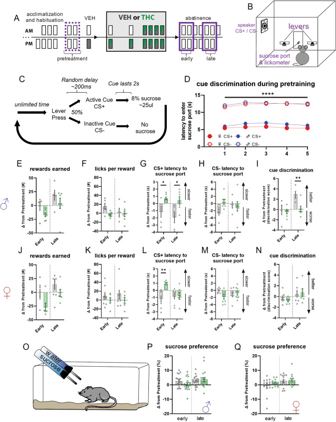 Changes in reward seeking behaviors during early and late abstinence from chronic THC treatment in male and female mice.A Timeline illustrating treatment regimen and epochs contributing to analysis. Dotted purple line indicates average of two pretreatment epochs that average of days 1 and 2 of early and days 5 and 6 of late abstinence are compared. B Cartoon illustrating operant chamber for reward seeking and conditioned auditory cue presentation. C Diagram showing operant sucrose seeking procedure with cue discrimination. D Cue discrimination during last five pretraining sessions as measured by latency to enter reward port after cue onset. There is a significant effect of cue (2cue × 5session RM-ANOVA; Fcue(1,45) = 182.9; p = <0.0001). CS + = cue predicting reward; CS− = cue predicting absence of reward; ♂ = male; ♀ = female. E–I Changes in behavioral metrics related to reward seeking and cue discrimination in male mice. There is a significant treatment effect for change in latency to approach sucrose port after CS + (G; Ftreatment(1,10) = 8.616; p = 0.0149) with post-hoc tests finding group differences during Early (p* = 0.0261) and Late (p* = 0.0131) abstinence, and significant treatment effects in cue discrimination (I; Ftreatment(1,10) = 5.830; p = 0.0364) with post-hoc tests finding group differences during Late abstinence (p** = 0.0045). Non-significant effects – (E) Ftreatment(1,10) = 2.516; p = 0.1438. F Fepoch×treatment(1,10) = 3.883; p = 0.0771. H Fepoch×treatment(1,10) = 4.201; p = 0.0675. J–N Same as E-I but for female mice. There is a significant treatment effect for change in latency to approach sucrose port after CS + (L; Ftreatment(1,12) = 5.787; p = 0.0332) with post-hoc tests finding group differences during Early abstinence (p** = 0.0014). Non-significant effects – (J) Ftreatment(1,12) = 4.161; p = 0.0640. K Ftreatment(1,12) = 1.837; p = 0.1879. M Fepoch×treatment(1,12) = 3.110; p = 0.1032. N Fepoch×treatment(1,12) = 1.237; p = 0.2879. O Cartoon depicting sucrose preference test. P, Q Change in sucrose preference score during Early and Late abstinence in male (P) and female (Q) mice. No significant effects were detected. P Fepoch×treatment(1,38) = 3.451; p = 0.0710. Q Fepoch×treatment(1,26) = 1.085; p = 0.3071.