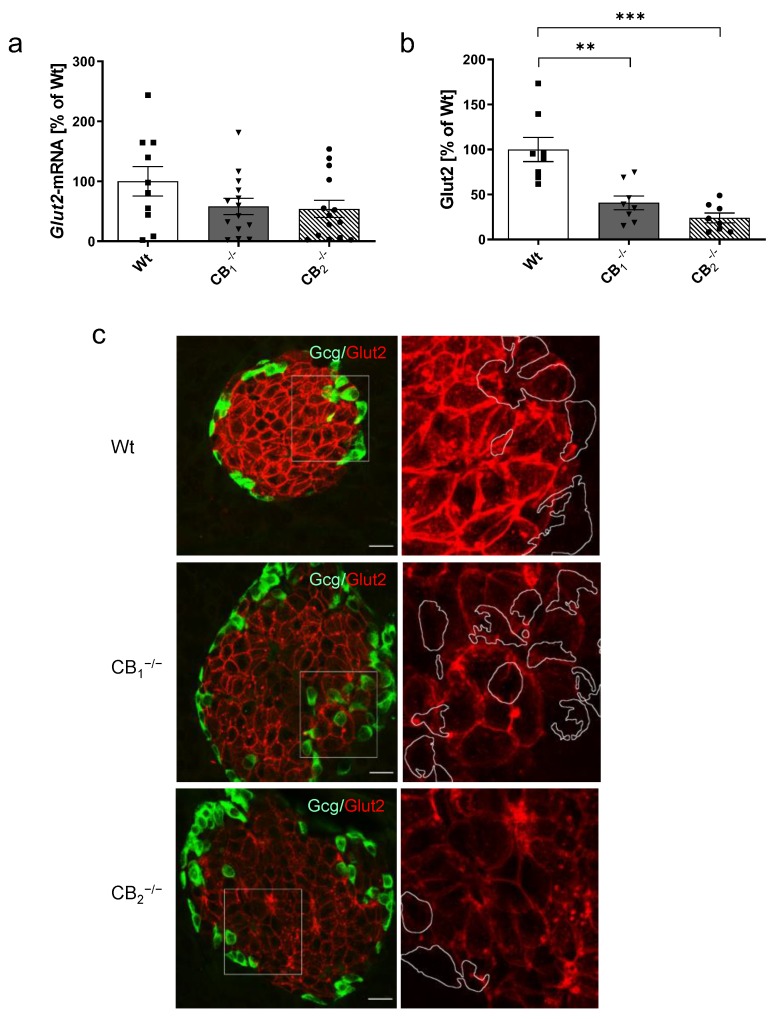 Analysis of glucose transporter 2 mRNA (Glut2) and protein (Glut2) in pancreatic tissue of male and female wild-type (Wt) mice and cannabinoid receptor knockout mouse lines (CB1−/−, CB2−/−). (a) Relative mRNA expression level of Glut2 was decreased in both knockout mouse lines (n = 10–14). (b) In addition, protein content of Glut2 was also decreased in CB1−/− and CB2−/− mice (n = 8). (c) Immunohistochemical staining of Glut2 (red) and colabelling of glucagon (Gcg, green) was shown to be prominent in the pancreatic islet displaying a typical membrane-concentrated distribution pattern in beta-cells. As shown in the overview (left column), as well as in the magnification of each islet (2.5 fold, box) on the right column, knockout mice yielded weaker Glut2 immunostaining of the membranes in beta-cells, but also increased cytoplasmic accumulations, showing stronger accentuation in CB2−/− mice. In all cases, confocal optical sections were merged and are representative for pancreatic islets analysed in the whole pancreatic tissue from three mice per group. Values are presented as mean (±S.E.M.) and Wt values were defined as 100%. ** p < 0.01; *** p < 0.001; unpaired t-test. Scale bar 20 µm.