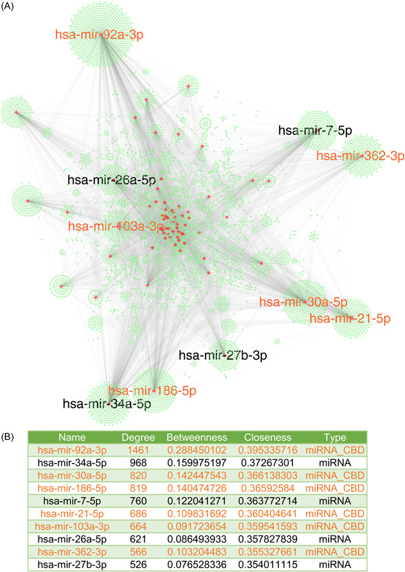 ncRNA–gene interaction network of the biomarkers in CBD2. Following the analytical procedure through miRNet, an interactive subset consisting of 713 proteins (genes) and 15 miRNAs was identified from the initial input. (A) The derived network encompasses a total of 6235 genes and 72 miRNAs, forming a complex structure with 13,670 edges. The green nodes represent genes, and the red nodes represent miRNAs. The labels for the miRNAs that rank in the top 10 in terms of degree among all miRNAs are displayed. (B) Basic topological parameter information of the top 10 miRNAs in terms of degree. The miRNA collected in CBD2 is highlighted in orange. CBD, Colorectal Cancer Biomarker Database; miRNA, microRNA; ncRNA, noncoding RNA.