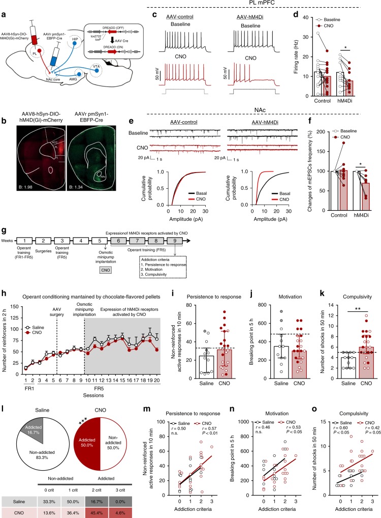 Inhibition of PL-NAc core pathway leads to compulsivity.a Scheme of combinatorial viral strategy for selective hM4Di-mCherry expression in PL-NAc core neurons. b Representative immunofluorescence images of Cre-dependent hM4Di-mCherry detected at PL injection site (left) and Cre recombinase at NAc core (right). c–f Chemogenetic inhibition of glutamatergic PL-NAc core neurons induces changes in excitatory transmission in the PL and NAc core. c Representative recordings showing evoked (200 pA) action potential in WT mice injected with AAV-control (left) and AAV-hM4Di (right) in PL layer 5 mCherry visualized neurons at baseline and after CNO (10 µM) application. d Quantification of the firing rate (Hz) (mean and individual values; paired t-test, *P < 0.05; n = 14 cells from n = 4 mice injected with AAV-control and n = 10 cells from n = 4 animals injected with AAV-hM4Di). e Representative traces of miniature excitatory postsynaptic currents (mEPSCs) recorded at a holding potential of −75 mV in NAc from mice injected with AAV-control (left) or AAV-hM4Di (right) in baseline and after CNO (10 µM) bath application (above). Cumulative probability plot of the mEPSCs amplitude from both control (left) and hM4Di (right) expressing mice in baseline conditions and after CNO (10 µM) bath application (below). f Changes of mEPSCs frequency in percentage (mean and individual values; paired t-test, *P < 0.05; n = 8 cells from n = 6 mice injected with AAV-control and n = 8 cells from n = 7 mice injected with AAV-hM4Di). g Timeline of the experimental sequence of the early period of food addiction mouse model. h Number of reinforcers during operant training sessions maintained by chocolate-flavored pellets (mean ± S.E.M). i–k Behavioral tests of the three addiction-like criteria showing increased compulsivity in CNO-treated mice (individual values with the median and the interquartile range, U Mann–Whitney, **P < 0.01). The 75th percentile of distribution of mice treated with saline is indicated by the dashed horizontal line. Addicted mice in gray filled circles for saline-treated mice and red for CNO-treated mice. l Increased percentage of CNO-treated mice classified as food addicted animals (chi-square, ***P < 0.001). m–o Pearson correlations between individual addiction-like criteria and m non-reinforced active responses in 10 min, n breaking point in 5 h, o number of shocks in 50 min (n = 12 for saline-treated mice and n = 22 for CNO-treated mice; PL prelimbic, NAc nucleus accumbens, Amg amygdala, Hip hippocampus, VTA ventral tegmental area, ACC anterior cingulate cortex, IL infralimbic; see also Supplementary Fig. 6; statistical details are included in Supplementary Table 4).