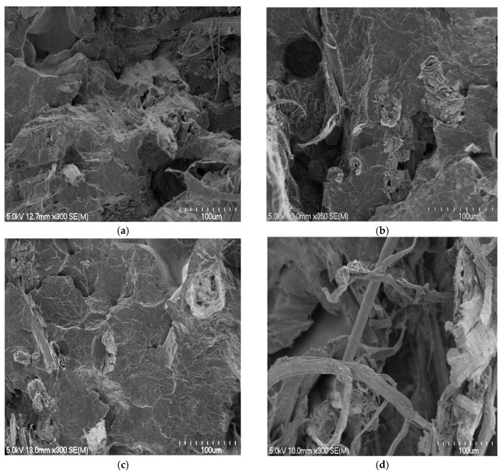 Sample scanning electron micrographs of tensile fracture surfaces of composites containing approximately 30 wt% fibre contents made with polymer sheets of: (a) 0.66, (b) 0.56, (c) 0.29, and (d) 0.24 mm.