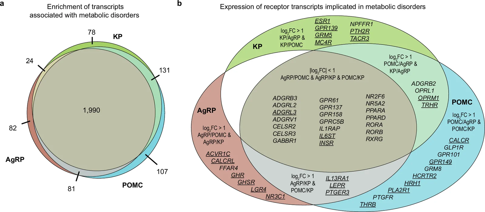 Expression of transcripts associated with metabolic disorders in AgRP, POMC, and KP neurons.a Distribution of 2493 metabolic phenotype-associated transcripts (GWAS Catalog database; Supplementary Data 11) across AgRP, POMC, and KP neurons. b Venn Diagram illustrating 52 receptor mRNAs (KEGG Brite database; Supplementary Data 12) linked to metabolic disorders that exhibit cell type-specific or shared expression. Underlined gene symbols denote statistically significant differential expression (P.adj. <0.05, DESeq2, two-sided Wald test with Benjamini–Hochberg FDR correction) between any two cell types. Gene sets showing at least twofold enrichment (log2 fold change ≥1) were categorized as either cell type-specific or shared between two cell types relative to the third. (Genes in the largest intersection showed no preferential enrichment in any single neuronal phenotype).