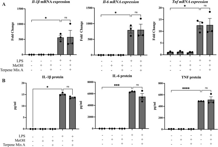Terpene Mix A does not attenuate inflammatory cytokine production in response to LPS. MH-S cells were pretreated for 1 h with Terpene Mix A followed by the addition of LPS for 24 h before measurement of (A) mRNA and (B) protein for IL-1β, IL-6 and TNF. Results are expressed as the mean ± SEM of three independent experiments. Kruskall Wallis multiple comparisons test was applied in panel B due to a protein concentration of 0 for untreated condition; ns = not significant, *P < 0.05, ***P < 0.001, ****P < 0.0001.