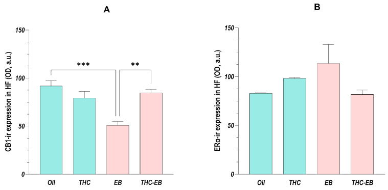 CB1 (A) and ERα (B) expression variation in HF in groups treated with the vehicle (Oil), delta-9-tetrahydrocannabinol (THC), estradiol benzoate (EB), and THC-EB. All areas analyzed as one. Columns represent means ± SEM. Tukey’s Post Hoc tests: *** p < 0.001, ** p < 0.01, comparing paired groups.