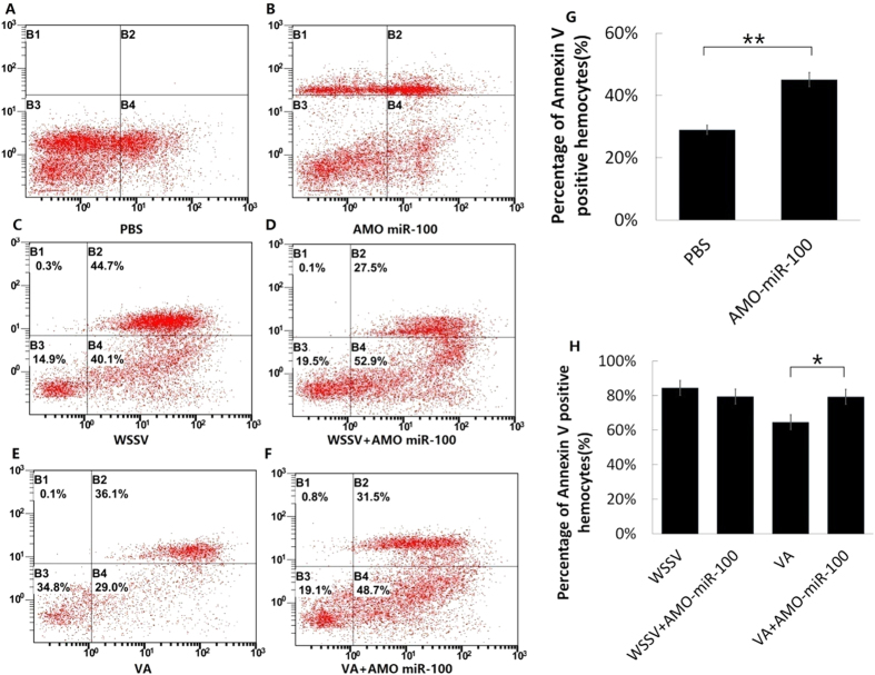 Effects of AMO-miR-100 interference on early- and late-stage of apoptosis.Shrimps were treated with a pathogen (WSSV or VA) only and with a combination of a pathogen and AMO-miR-100 (WSSV + AMO-miR-100 or VA + AMO-miR-100). PBS was used as a control. The shrimp hemocyte cells were stained with Annexin V and PI and detected by flow cytometry. B2 represents late-stage apoptosis, B4 denotes early-stage apoptosis, and B1 indicates healthy cells. The square graph depicts the apoptosis of hemocytes after the following treatments: (A) PBS-only treatment; (B) AMO-miR-100-only treatment; (C) WSSV-only treatment; (D) WSSV + AMO-miR-100 treatment; (E) VA-only treatment; (F) VA + AMO-miR-100 treatment. The percentages of Annexin V-positive cells; (G) PBS- and AMO-miR-100-only treatments; and (H) pathogen treatments are presented in the bar graphs, the asterisks marks indicate the significant differences (*P < 0.05, **P < 0.01).
