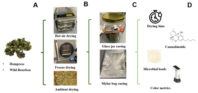 Experimental setup for hemp drying, curing, and properties analyses: (A) Freshly harvested hemp biomass; (B) Postharvest drying; (C) Postharvest curing; (D) Drying and quality analyses.