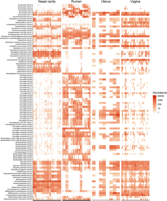 Heat map showing the 100 most abundant ASVs (log4) overall by sample type.
