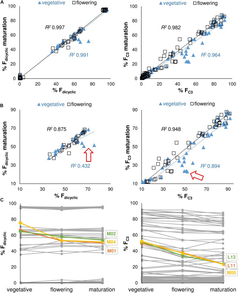 (A) Regression analysis of the Fdicyclic as well as the FC3 chemotypic values between developmental stages. Fdicyclic as well as the FC3 values describe dicyclic as well as C3-alkyl cannabinoid fractions. The Fdicyclic as well as the FC3 chemotypic values on the x-axis describe cannabinoid fractions at the vegetative and flowering stages. (B) Regression analysis of the truncated Fdicyclic as well as FC3 values between developmental stages. The Fdicyclic as well as the FC3 chemotypic values on the x-axis describe dicyclic as well as C3-alkyl cannabinoid fractions at the vegetative and flowering stages. (C) Individual plants with large standardized residuals across vegetative and maturation growth stages. The Fdicyclic as well as the FC3 chemotypic values on the y-axis describe dicyclic as well as C3-alkyl cannabinoid fractions across developmental stages. Red arrow indicates position of units with large standardized residuals; Letters specify accession ID (Table 1); Numbers indicate plant individual within accession; C5-alkyl cannabinoid fractions (FC5); C3-alkyl cannabinoid fractions (FC3); dicyclic cannabinoid fractions (Fdicyclic); and tricyclic cannabinoid fractions (Ftricyclic).
