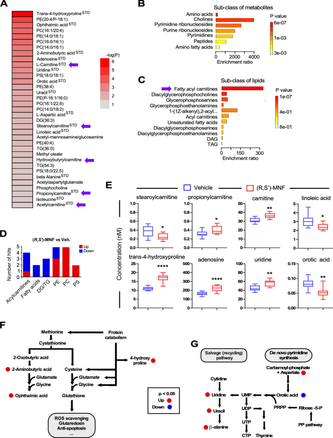 (R,S′)-MNF treatment elicits distinct metabolomics signature in PANC-1 tumor xenografts. (A) Heatmap depicting the P-values [− log10(P)] from the univariate analyses of the 35 metabolites shown to be significantly altered in response to (R,S′)-MNF. Purple arrows indicate l-carnitine and different species of acylcarnitines. The heatmap was created using Microsoft Excel v.16.56 for Mac (Redmond, WA). (B, C) The Over Representation Analysis (ORA) module of MetaboAnalyst 5.0 was used to provide better representation of the sub-classes of metabolites (B) and lipids (C) with their enrichment significance in our dataset of 35 significantly altered compounds. Significantly enriched ‘fatty acyl carnitines’ are indicated with purple arrow. (D) Numbers of biochemicals related to lipid metabolism that were differentially expressed in the PANC-1 tumor xenografts from (R,S′)-MNF vs. control groups; n = 9–10 mice per group. (E) Relative abundance of selected biochemicals between the two experimental groups, as quantified by targeted metabolomics. See Supporting Information Table S3 for complete list. *, **, ****P < 0.05, 0.01, 0.0001 vs. vehicle controls. The box plots were generated with GraphPad Prism v.8.4.3 (GraphPad Software, Inc., La Jolla, CA). (F) Altered cysteine/methionine metabolism in PANC-1 tumor xenografts through formation of ophthalmic acid upon (R,S′)-MNF treatment. (G) Schematic representation of the change in metabolites associated with pyrimidine synthetic and salvage pathways following (R,S′)-MNF treatment. Metabolic pathway schemes were drawn using Canvas X Draw v.7.0.2 for macOS (Canvas GFX, Boston, MA; canvasgfx.com). DG, DAG, diacylglycerol; TG, TAG, triacylglycerol; PE, phosphatidylethanolamine; PC, phosphatidylcholine; PS, phosphatidylserine.