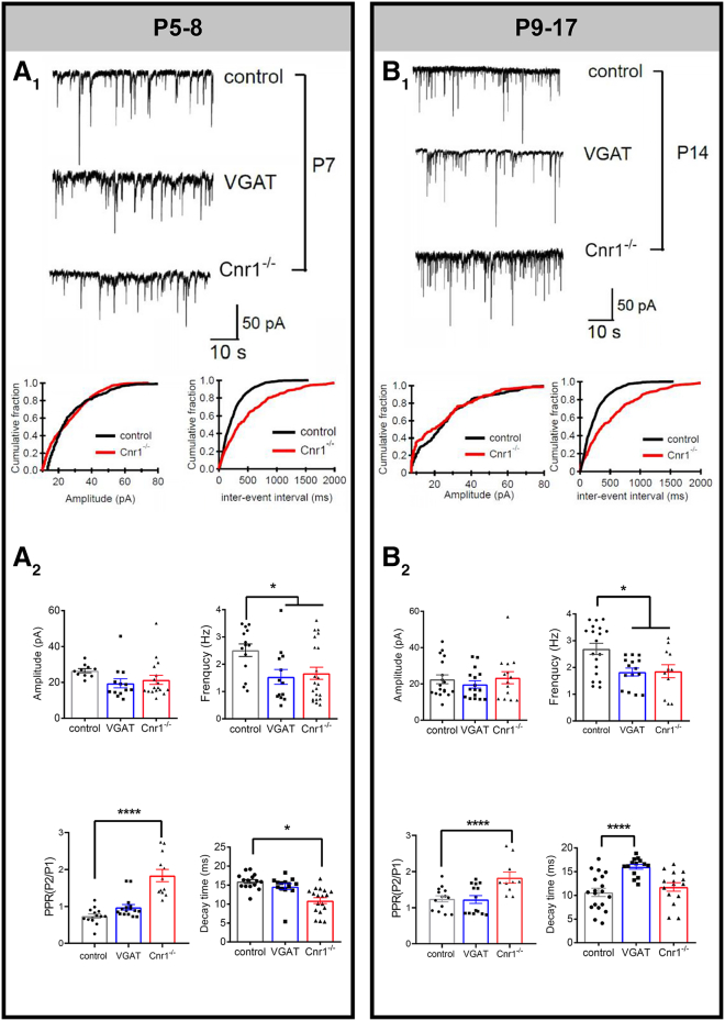 Use of Cnr1−/− to show that GABA release from VN neurons is limited by CB1R. mPSCGABA of MVN cells from control, VGAT and Cnr1−/− transgenic mice of two age groups, viz. P5–18 and P9–17(A1 and B1) Upper panels: Representative tracings of mPSCGABA from P7 (A1) and P14 (B1) neurons voltage clamped at −70 mV. Lower panels: Cumulative distribution of amplitude and inter-event interval of mPSCGABA from control (black line) and Cnr1−/− mice (red line).(A2 and B2) The mPSCGABA amplitude of MVN neurons was similar between all groups at both ages, but the mPSCGABA frequency and PPR of MVN neurons was significantly increased in Cnr1−/−. This suggested a presynaptic site of action for Cnr1−/−. Decay time of mPSCGABA was significantly shorter in Cnr1−/− mice of the P5–8 group but was not different at P9–17 group. Mean ± SEM are shown. ∗p < 0.05, ∗∗∗∗p < 0.0001. K-S test to compare cumulative distributions in (A1) and (B1). two-way ANOVA for comparison of mPSCGABA properties in (A2) and (B2).