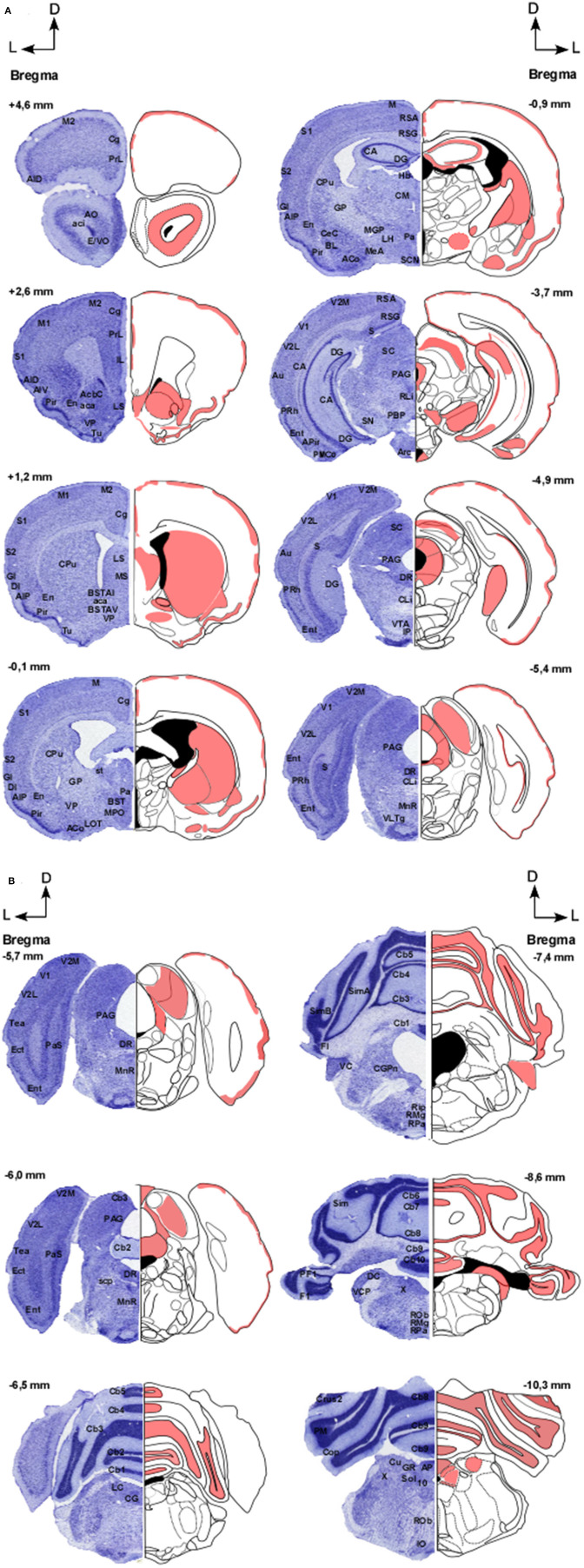 (A,B) Distribution pattern of CB1 receptors in the brain of GASH/Sal. Schemes showing the coronal sections of the brain at different rostro-caudal levels (referenced with respect to Bregma), according to a stereotaxic atlas of the golden hamster brain. The distribution of CB1 receptors in the GASH/Sal is shown in red. Each coronal section includes a semi-section contrasted with Nissl staining as a cytoarchitectural reference of the different nuclei. 10, Dorsal motor nucleus of the vagus; aca, Anterior commissure, anterior part; AcbC, Accumbens nucleus, core; aci, Anterior commissure, intrabulbar part; ACo, Anterior cortical amygdaloid nucleus; AID, Agranular insular cortex, dorsal part; AIP, Agranular insular cortex, posterior part; AIV, Agranular insular cortex, ventral part; AO, Anterior olfactory nucleus; AP, Area postrema; APir, Amygdalopiriform transition area; Arc, Arcuate hypothalamic nucleus; Au, Primary auditory cortex; BL, Basolateral amygdaloid nucleus; BST, Bed nucleus of stria terminalis; BSTAI, Bed nucleus of stria terminalis, anteromediate part; BSTAV, Bed nucleus of stria terminalis, anteroventral part; CA, Hippocampus; Cb1-10, Cerebellar lobule 1–10; CeC, Central amygdaloid nucleus; Cg, Cingulate cortex; CG, Central gray; CGPn, Central gray of the pons; CLi, Caudal linear nucleus of the raphe; CM, Central medial thalamic nucleus; Cop, Copula of the pyramis; CPu, Caudate putamen; Crus1-2, Crus 1-2 of the ansioform lobule; Cu, Cuneate nucleus; DC, Dorsal cochlear nucleus; DG, Dentate gyrus; DI, Dysgranular insular cortex; DR, Dorsal raphe nucleus; E/VO, Olfactory ventricle; Ect, Ectorhinal cortex; En, Endopiriform nucleus; Ent, Entorhinal cortex; F1, Flocculus; GI, Granular insular cortex; GP, Globus pallidus; GR, Gracile nucleus; Hb, Habenula nuclei; IL, Infralimbic cortex; IO, Inferior olive; IP, Interpeduncular nucleus; LC Locus coeruleus; LH, Lateral hypothalamic area; LOT, Nucleus of the lateral olfactory tract; LS, Lateral septal nucleus; M, Motor cortex; M1, Primary motor cortex; MS, Medial septal nucleus; M2, Secondary motor cortex; Mea, Medial amygdaloid nucleus; MGP, Medial globus pallidus; MnR, Median Raphe nucleus; MPO, Medial preoptic area; Pa, Paraventricular hypothalamic nucleus; PAG, Periaqueductal graymatter; Pas, Parasubiculum; PBP, Parabrachial pigmented nucleus; PF1, Paraflocculus; Pir, Piriform cortex; Pm, Paramedian lobule; PMCo, Posteromedial cortical amygdaloid nucleus; PRh, Perirhinal cortex; PrL, Prelimbic cortex; Rip, Raphe interpositus nucleus; RLi, Rostral linear nucleus of the raphe; RMg, Raphe magnus nucleus; Rob, Raphe obscurus nucleus; Rpa, Raphe pallidus nucleus; RSA, Restroplenial agranular cortex; RSG, Restrosplenial granular cortex; S, Subiculum; S1, Primary somatosensory cortex; S2, Secondary somatosensory cortex; SC, Superior colliculus; SCN, Suprachiasmatic nucleus; SimA-B, Simple lobule A-B; SN, Substantia nigra; Sol, Nucleus of the solitary tract; st, Stria terminalis; scp, Superior cerebellar penduncle; Tea, Temporal Association Cortex; Tu, Olfactory tubercle; V1, Primary visual cortex; V2L, Secondary visual cortex, lateral part; V2M, Secondary visual cortex, medial part; VC, Ventral cochlear nucleus; VCP, ventral cochlear nucleus, posterior part; VLTg, Ventrolateral tegmental area; VP, Ventral pallidum; VTA, Ventral tegmental area; X, Nucleus X.