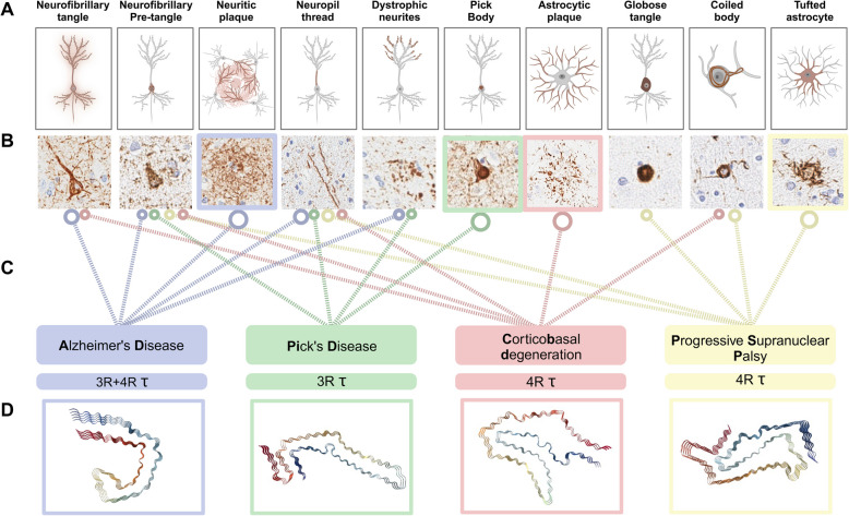 Neuropathological and structure-based characteristics of major tauopathies used for in situ Probe-Dependent Proximity Proteomic profiling of the phospho-tau associated proteome. A Schematic depicting the cellular localization of distinct and shared phospho-tau aggregates across Alzheimer’s disease (AD), Pick’s disease (PID), corticobasal degeneration (CBD) and progressive supranuclear palsy (PSP). Hallmarks of AD-related tauopathy include neurofibrillary tangles (NFTs), neuritic plaques (NPs) and neuropil threads (NTs) [49]. PiD is defined by its unique accumulation of spherical intraneuronal argyrophilic inclusions of Pick bodies (PBs), accompanied by dystrophic neurites, NTs and NFTs [50, 51]. PSP is histopathologically diagnosed based on the exclusive presence of tufted astrocyte (TA) lesions in pre-defined brain areas [52], accompanied by globose (GLO-NFT) and premature neurofibrillary tangles, oligodendroglial coiled bodies (CBs) and NTs [53, 54]. CBD shares a clinicopathological spectrum with PSP [55], yet is characterized by the distinctive presence of astrocytic plaques (AP), alongside CBs, NFTs and NTs [56]. B Representative human neuropathology images of AT8 stained human brain tissue. C Lines indicating the presence of each type of neuropathological lesion in different tauopathies, size of circular end symbol denoting the presence of a defining pathological hallmark specific to either mixed 3R and 4R-, 3R or 4R tauopathies. D CryoEM filament structure images generated from RCSB Protein Database (PDB) using the NGL viewer [57] of PDB-ID 503L (AD [41], PDB DOI:https://doi.org/10.2210/pdb5O3L/pdb), PDB-ID 6GX5 (PiD [38], PDB DOI:https://doi.org/10.2210/pdb6GX5/pdb), PDB-ID 6JTO (CBD [43] PDB DOI:https://doi.org/10.2210/pdb6TJO/pdb) and PDB-ID 7P65 (PSP [42] PDB DOI:https://doi.org/10.2210/pdb7P65/pdb). Created with BioRender.com