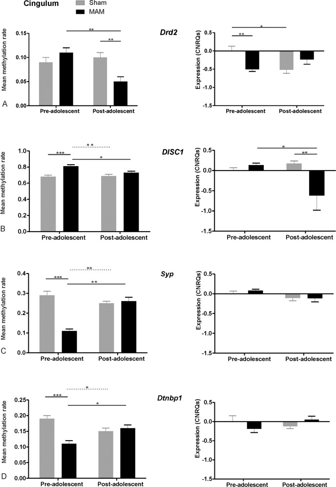 Mean methylation rates and expression levels (CNRQs, calibrated normalized relative quantities) of MAM and Sham pre-adolescent groups for the four investigated genes in the PFC.A Mean methylation rates and expression levels of Drd2, B mean methylation rates and expression levels of DISC 1, C mean methylation rates and expression levels of Syp and D mean methylation rates and expression levels of Dtnp1. Important significant differences between two groups are indicated by a line. Less important significant results (as the groups are not directly related) are indicated by dashed lines. The number of asterisks indicates the level of significance: *p < 0.05, **p < 0.01; ***p < 0.001. MAM animals were treated with Methylazoxymethanol-Acetate, Sham animals were only treated with vehicle. Drd2 dopamine receptor 2, DISC1 disrupted in schizophrenia 1, Syp synaptophysin, Dtnbp1 dysbindin. For the analysis 7 pre-adolescent Sham, 6 pre-adolescent MAM, 7 post-adolescent Sham and 6 post-adolescent MAM animals have been included.