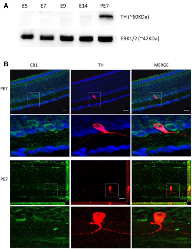 Co-localization of CB1 receptor and tyrosine hydroxylase (TH) enzyme in the avian retina. We evaluated whether dopaminergic neurons, TH positive cells (red) express CB1 receptor (green) by immunofluorescence. In (A), western blotting for TH at different stages, confirming that TH is highly expressed at PE7. ERK1/2 is shown as the loading control. In (B), CB1 and TH co-expression in PE7 avian retina. As shown, a discrete TH co-expression with CB1 that is mainly present in neighboring cells in the INL. ApoTome images in upper row and confocal images in lower row. Scale bar of 20 μm, all images were obtained with 40× magnification. N = 5 for each analysis.