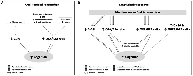 Proposed mechanism of cognitive change by the MedDiet via the endocannabinoid system
