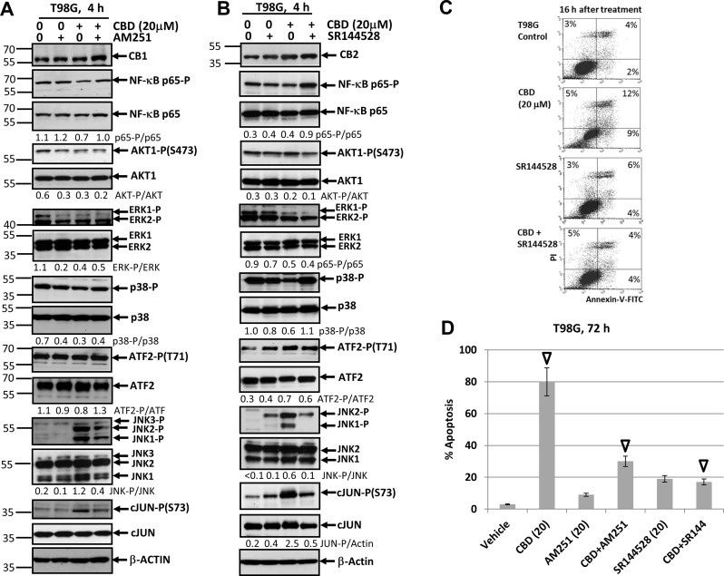 Effects of cannabidiol (CBD) alone or in combination with (i) AM251, an antagonist of CB1-receptor mediated signaling cascades, (ii) SR144528, an antagonist of CB2-receptor mediated signaling cascades, on main signaling pathways and apoptosis in T98G glioblastoma cell lines(A, B) Effects of AM251 (20 µM) or SR144528 (20 µM) on CBD-induced (20 µM) changes in main signaling pathways were determined in T98G cells Western blot analysis. Quantitative densitometry of protein bands was performed. (C) Effects of SR144528 (20 µM), on CBD-induced (20 µM) apoptosis 16 h after treatment. Vehicle contains 0.2% DMSO. Annexin-V-FITC and PI staining was performed and followed by FACS analysis. (D) Effects of AM251 (20 µM) or SR144528 (20 µM) on CBD-induced (20 µM) apoptosis in T98G cells. Vehicle contains 0.2% DMSO. Cell cycle-apoptosis analysis was performed using PI staining DNA and the flow cytometry. The pooled results of four independent experiments are presented on the upper panel. Error bars represent means ± S.D. (p < 0.05, Student’s t-test). Open arrows indicate a significant difference between (CBD+Vehicle), (CBD+AM251)- and (CBD+SR144528)-treated T98G cells.