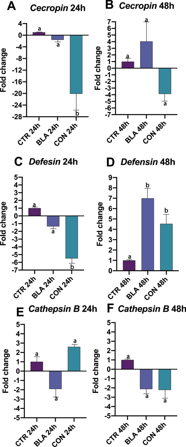 Antimicrobial peptides cecropin, defensin A and cathepsin B in Aedes aegypti larvae exposed to blastospores (BLA) and conidia (CON) of Beauveria bassiana CG 206 for 24 or 48 h. Equal letters do not differ (P ≤ 0.05) between 24 and 48 h in the same group