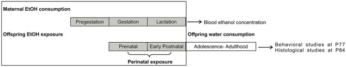 Experimental procedure. E mothers consumed 6% v/v ethanol (EtOH) as the only beverage ad libitum during pregestational, gestational, and lactation periods. PEE pups were thus exposed to EtOH from conception to weaning, after which they drank water as the only beverage and had no further contact with EtOH. P, postnatal day.
