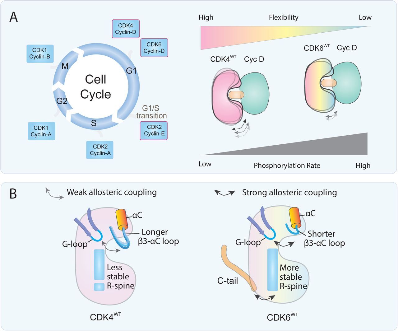 CDK4 and CDK6 dynamic divergence gives rise to their distinct activity.(A) Schematic of cell cycle showing CDK-cyclin complex activity at different phases (G1, S, G2, M). Gradient scales show that CDK4WT exhibits higher flexibility but lower phosphorylation rate, while CDK6WT shows lower flexibility but higher phosphorylation rate. This inverse relationship between flexibility and catalytic efficiency reflects the evolutionary adaptation of CDK6 for rapid cell division in stem-like cells like ST-HSC cells.(B) Structural comparison of CDK4WT and CDK6WT highlighting key differences in their regulatory mechanisms. CDK4WT has a longer β3-αC loop that results in weak allosteric coupling between αC-helix and the G-loop, while CDK6 has a shorter β3-αC loop with a stronger allosteric coupling, and its C-terminus stabilizes the R-spine for more efficient phosphorylation.