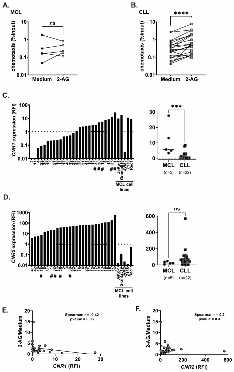 Chemotaxis towards 2-AG and cannabinoid receptor expression in MCL and CLL. (A) MCL (n = 5) and (B) CLL (n = 22) cells were subjected to chemotaxis towards vehicle or 2-AG (100 nM), number of migrated cells is shown as percentage of input (log10 scale) at 4 h time point, line represents paired samples; Wilcoxon matched-pairs signed rank test, ns: non-significant, **** p < 0.0001. (C) CNR1 and (D) CNR2 expression shown as relative fold increase (RFI) in MCL (distinguishable by #) and CLL cells, in the bar graphs and in MCL cell lines, the dotted line represents the expression in normal B cells from buffy coat taken as reference in the qPCR; Mann–Whitney test was performed to compare expression between MCL and CLL samples, ns: non-significant, *** p < 0.001. (E,F) Correlation between chemotaxis towards 2-AG (relative to medium) and (E) CNR1, or (F) CNR2 expression in MCL and CLL primary samples combined with MCL cell lines; Spearman correlation test.