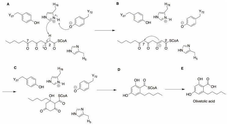 Proposed OAC cyclization mechanism to form OLA. (A) Extraction of proton by His78 from C2 of substrate. (B,C) C2 to C7 aldol condensation facilitated by reabsorption of proton from His78 by carbonyl O on C7. (D,E) Aromatization, release of CoA thioester and subsequent release of OLA product.