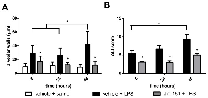 JZL184 effects LPS-induced lung damage.(A) Alveolar wall thickness and (B) ALI score. Data are presented as mean ± S.D., n=5-6 mice/group. *p<0.05, in relation to C2 group. (A) One-way ANOVA and Tukey-Kramer tests; (B) Mann Whitney U test for two group comparison.