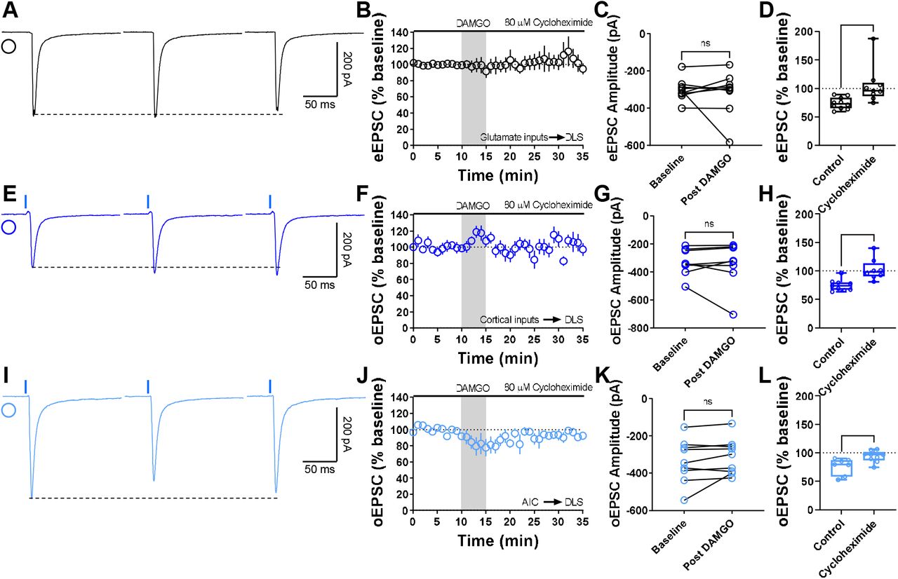 Protein translation is required for MOR-mediated LTD expression.(A) Representative eEPSC traces showing the effects of 80 μM cycloheximide before, during and after DAMGO (0.3□μM, 5□min) application. (B-D) Protein translation inhibition disrupted glutamatergic MOR-LTD (105 ± 11%, Unpaired Welch’s t-test, P=0.0228, t10=2.72), showing no changes in eEPSC amplitude after DAMGO bath application (0–10□min baseline v. final 10□min of recording; paired t-test, P□=□0.651, t8□=0.471, n□= 9 neurons from 4 mice). (E) Representative oEPSC traces showing the effects of 80 μM cycloheximide before, during and after DAMGO (0.3□μM, 5□min) application in brain slices from Emx1-Ai32 mice. (F-H) Protein translation inhibition blocked corticostriatal MOR-LTD (102 ± 7%, Unpaired t-test, P=0.00163, t15=3.83) with no effects in oEPSC amplitude after DAMGO bath application (0–10□min baseline v. final 10□min of recording; paired t-test, P□=□0.633, t7□=0.499, n□= 8 neurons from 3 mice). (I) Representative AIC-DLS oEPSC traces showing the effects of 80 μM cycloheximide before, during and after DAMGO (0.3□μM, 5□min) application. (J-L) Protein translation is needed to induce MOR-LTD (94 ± 3%, Unpaired t-test, P=0.0129, t14=2.85) from AIC inputs. DAMGO did not change in oEPSC amplitude (0–10□min baseline v. final 10□min of recording; paired t-test, P□=□0.163, t8□=1.54, n□= 9 neurons from 3 mice). Time course data represent mean ± SEM. Box plots show average of the final 10 minutes of recording and represent median and interquartile ranges. ns= not significant, *P□<□0.05, **P□<□0.01.