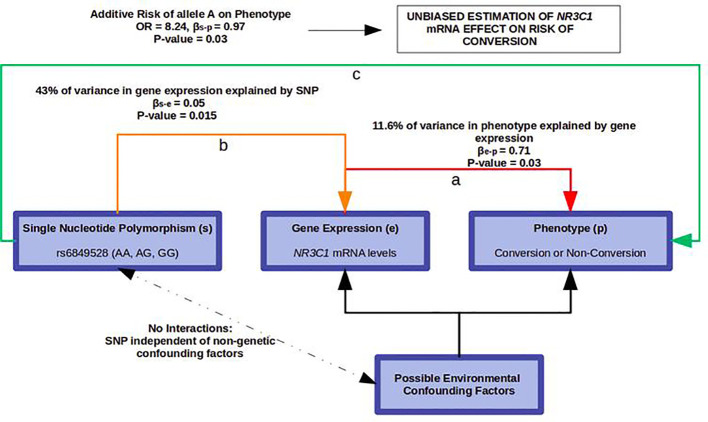 Mendelian Randomization using rs6849528 as an instrumental variable. a) NR3C1 mRNA levels are associated with psychosis. b) rs6849528 alleles lead to differential NR3C1 expression. c) Because the probability of distribution of allele A is independent of environmental factors, its association with psychosis is in favour of the involvement of NR3C1 mRNA in this risk, independently of non-genetic confounding factors.
