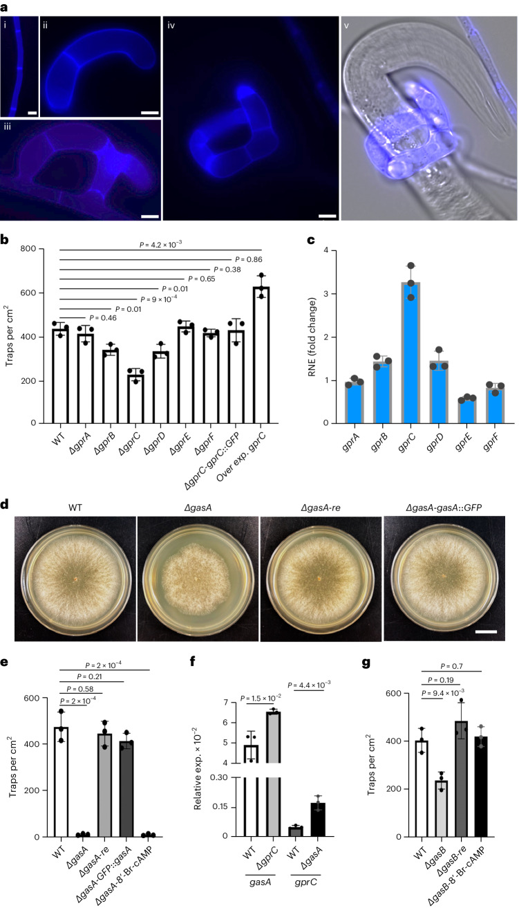 Analysis of the role of GPCR receptors and G-proteins in the control of trap formation in A. flagrans.a, Trap formation: (i) vegetative hypha, (ii and iii) different stages of trap formation, (iv and v) trap with immobilized C. elegans. The cell wall of the fungus was stained with calcofluor white. Scale bar, 5 µm. Microscopic images are representative of three independent repeats. b, Quantification of the number of traps in WT and six different GPCR receptor mutants, together with the recomplemented strain of the gprC mutant by C-terminally GFP-fused GprC under the native promoter and the gprC-overexpressing strain (mean ± s.d., n = 3 biological replicates; noted P values are from two-sided unpaired Student’s t-test compared to WT). c, Comparison of the expression of the six GPCR-encoding genes in control hyphae and hyphae induced with nematodes by RT–qPCR. The y axis shows the fold change of the expression of the gprA, gprB, gprC, gprD, gprE and gprF genes in the WT strain induced by nematodes for 6 h relative to 0 h. Each dot indicates one replicate. Bars and error bars indicate means ± s.d. of 3 biological replicates. The gamma actin orthologue DFL_002353 was used for normalization. d, Colonies of WT, the gasA-deletion strain and the gasA-deletion strain recomplemented with GasA (re) or GFP-GasA expressed from the native promoter. Scale bar, 1 cm. e,g, Quantification of trap formation of the indicated strains. 8’-Br-cAMP was used at a concentration of 5 mM. Data are expressed as mean ± s.d. (n = 3 biological replicates). P values were determined using a two-sided unpaired t-test compared to WT. f, Expression analysis of gasA and gprC in the indicated strains by RT–qPCR (mean ± s.d., n = 3 biological replicates; noted P values are from a two-sided unpaired Student’s t-test compared to WT).Source data