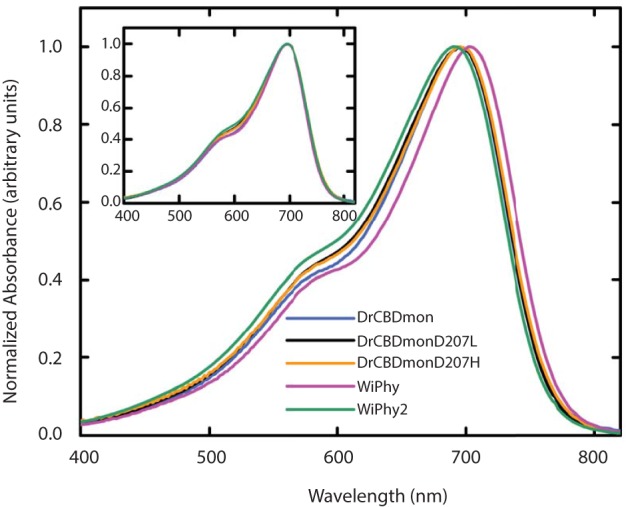 UV-Vis absorption spectra of the five DrCBDmon variants in the Pr state immediately after sample thawing. All absorption spectra were normalized at their maxima. (Inset) Spectra are aligned at their absorbance maxima for better visualization of shoulder heights.