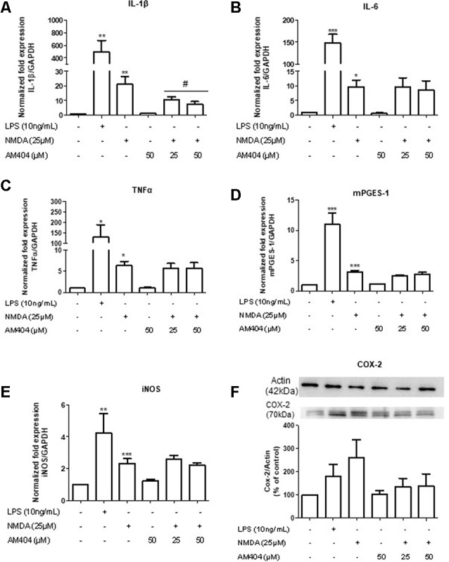 Effects of AM404 on NMDA-induced inflammatory mediators in organotypic hippocampal slices cultures (OHSC). OHSCs were pre-treated with two concentrations of AM404 (25 or 50 μM) for 30 min before stimulating with 10 ng/ml LPS or 25 μM NMDA. After 4 h, interleukin (IL)-1β (A), IL-6 (B), TNFα (C), mPGES-1 (D), and iNOS (E) were measured by PCR. After 24 h, COX-2 (F) was evaluated by western blot (WB). Data are expressed as mean ± SEM of at least three OHSCs/group. *p < 0.05, **p < 0.01 and ***p < 0.001 with respect to negative control and #p < 0.05 in comparison to 25 μM NMDA (one-way ANOVA followed by the Newman–Keuls post-test).