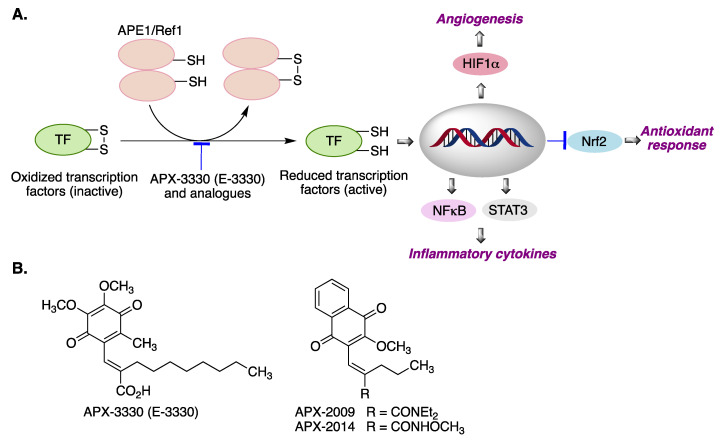 (A) Activation of transcription factors by the APE1/Ref-1 protein and its biological consequences. (B) Structures of the APE1/Ref-1 inhibitors APX-3330, APX-2009 and APX-2014. Abbreviations: APE1/Ref1: Apurinic/apyrimidinic endonuclease/redox-factor 1. TF: transcription factor. HIF-1α: Hypoxia-inducible factor 1-alpha. NF-κB: Nuclear factor kappa-light-chain-enhancer of activated B cells. STAT3: Signal transducer and activator of transcription 3. Nrf2: nuclear factor erythroid 2–related factor 2.