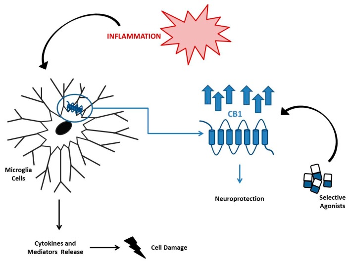 Role of Cannabinoid Receptor 1 (CB1) in Neuroinflammatory Diseases. During the inflammatory process, microglia cells overexpress CB1 and are responsible for the release of cytokines and toxic mediators. CB1 stimulation by its selective agonists has a protective role in neurons, counteracting neuroinflammation and its associated diseases.
