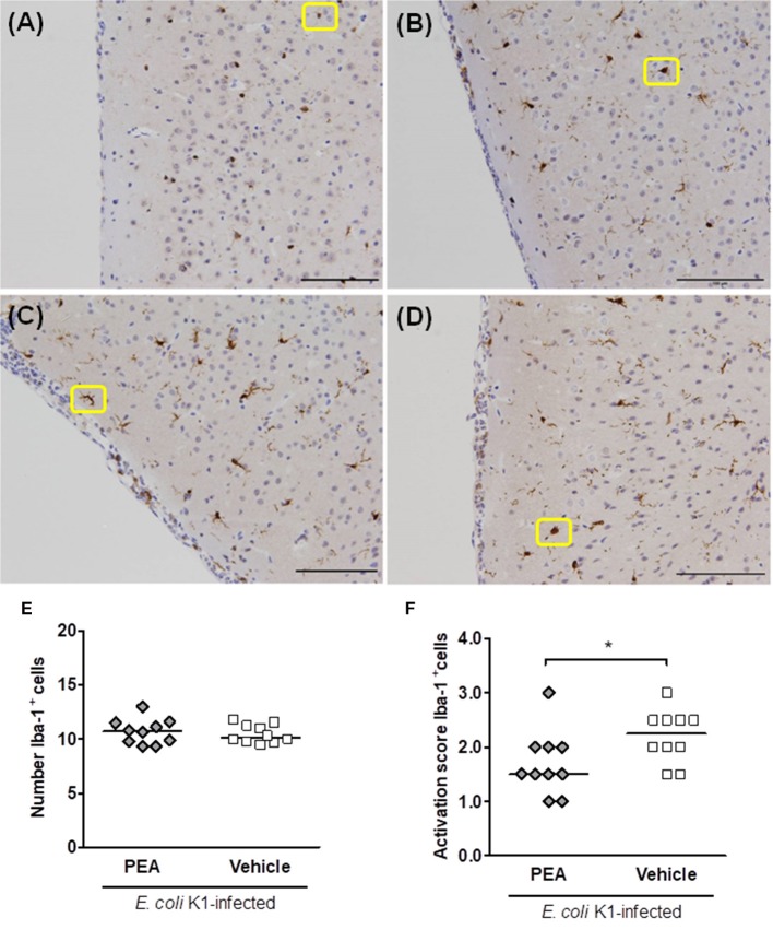 PEA prophylaxis does not modify microglial density, but attenuates microglial activation in aged infected mice. (A–D) Illustrative examples of the different cell morphologies (circled in yellow) and the corresponding activation scores in neocortex. A single activation score (AS) was given by a blinded investigator according to the most abundant cell morphology for each analyzed region: (A) microglia with small size and very fine ramifications (AS 1), (B) hypertrophic with thicker branches (AS 2), (C) bushy (AS 3), and (D) ameboid (AS 4); scale bars, 100 μm (magnification, ×20). (E) Number of Iba-1+ cells in brains of PEA- and vehicle-treated aged mice sacrificed 24 h after infection. (F) AS of Iba-1+ cells in brains from the same PEA- and vehicle-treated aged mice. In (E,F), each symbol represents an individual mouse and bars indicate medians. *P < 0.05, using the Mann–Whitney U-test.
