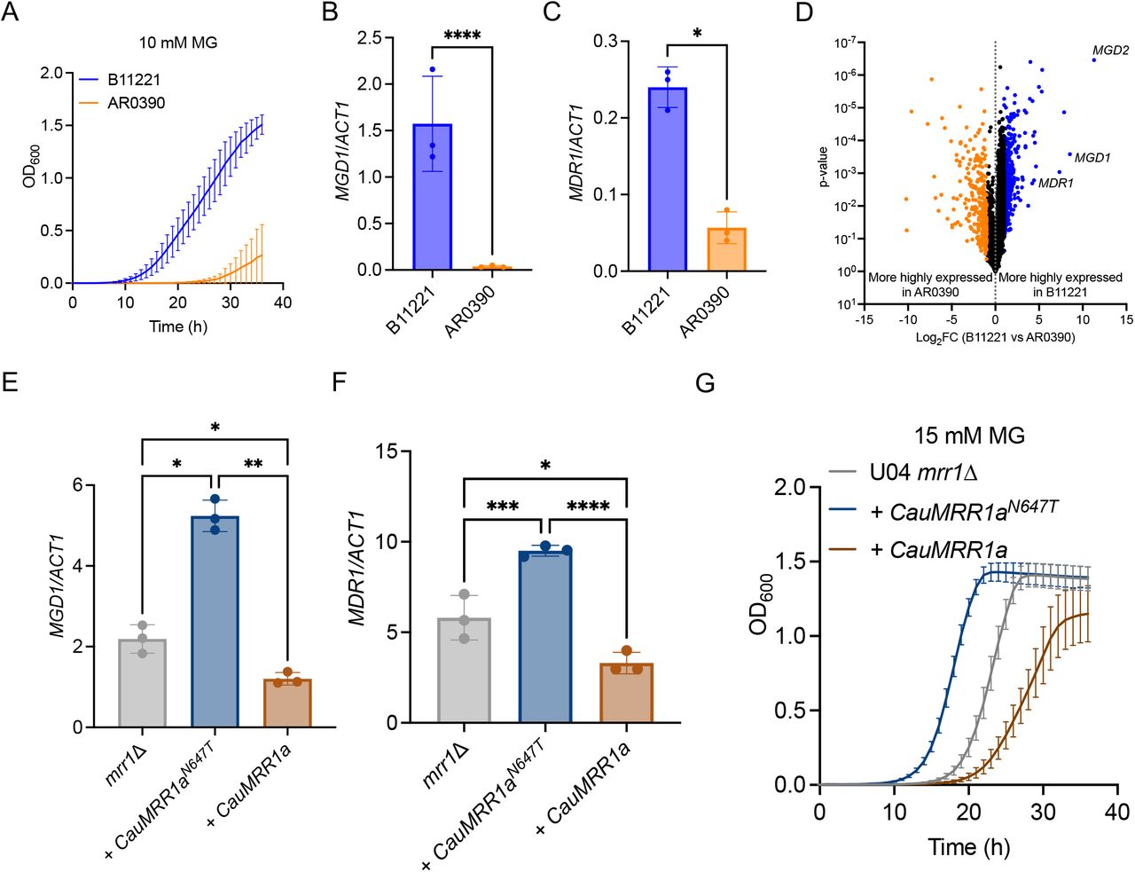 MDR1 and MGD1 are among the genes significantly more highly expressed in isolate B11221 compared to isolate AR0390.A) Growth curves of B11221 (blue) and AR#0390 (orange) in YPD + 10 mM MG. Data shown represent the mean ± SD for three independent experiments. B-C) qRT-PCR assessment of MGD1 (B) and MDR1 (C) expression in B11221 (blue) and AR0390 (orange) grown to exponential phase in YPD at 37°C. Data shown represent the mean ± SD for three independent experiments. Ratio paired t-test was used for statistical evaluation; * p < 0.05, **** p < 0.0001. D) Volcano plot of all quantified genes, matched by syntenic ortholog, in B11221 and AR0390 in the control condition (YPD). Each point represents a single gene; blue points indicate genes significantly more highly expressed in B11221; orange points indicate genes significantly more highly expressed in AR0390. E-F) qRT-PCR expression analysis for MGD1 (E) and MDR1 (F) in C. lusitaniae U04 mrr1Δ (grey) and its derivatives expressing CauMRR1aN647T (dark blue) or CauMRR1a (brown). Data shown represent the mean ± SD for three independent experiments. One-way ANOVA was used for statistical evaluation; * p < 0.05, ** p < 0.01, *** p < 0.001, **** p < 0.0001. G) Growth curves of C. lusitaniae U04 mrr1Δ (grey) and its derivatives expressing CauMRR1aN647T (dark blue) or CauMRR1a (brown) in YPD + 15 mM MG. One representative experiment of three independent experiments is shown; error bars represent the standard deviation of technical replicates within the experiment.