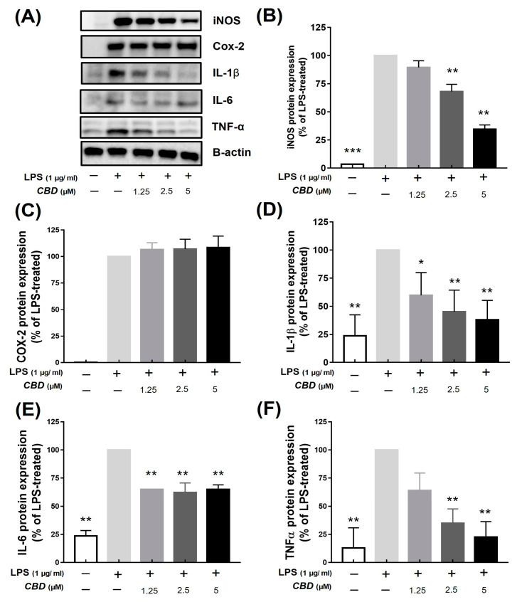 Inhibitory effect of CBD on protein expression of inflammatory factors. All samples except control were treated with 1 μg/mL of LPS. (A) Western blot detection bands of each inflammatory factor protein in groups treated with various concentrations of CBD compared with that of (B) iNOS; (C) COX-2; (D) IL-1β; (E) IL-6; and (F) TNF-α protein expression levels in LPS-only treatment group. p-value was calculated based on LPS-only data using ANOVA and Tukey’s post hoc test (* p < 0.05, ** p < 0.01, *** p < 0.001).