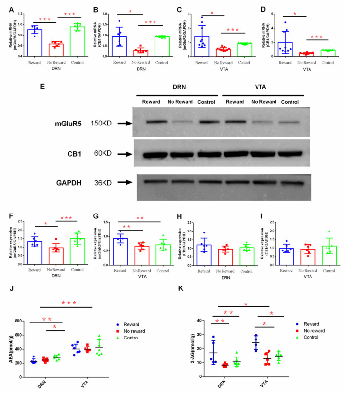 The effect of reward on the expression of ECs and mGluR5 in DRN and VTA. The mRNA expression of mGluR5 (A) in DRN, n = 6; (B) in VTA, n= 9; the mRNA expression of CB1; (C) in DRN n=6; (D) in VTA, n = 9; (E) Western blot analysis of the expression of mGluR5 and CB1; quantification of the expression level of mGluR5 (F) in DRN and (G) in VTA, n = 6; quantification of the expression level of CB1 (H) in DRN and (I) in VTA n = 6; (J) LC-MS/MS analysis of the expression of AEA in DRN (reward group, n = 6; non-reward group, n = 7; control group, n= 6) and VTA (reward group, n = 7; non-reward group, n = 6; control group, n= 6); (K) LC-MS/MS analysis of the expression of 2-AG in VTA (reward group, n = 4; non-reward group, n = 5; control group, n= 5) and DRN (reward group, n = 5; non-reward group, n = 5; control group, n= 7). *p < 0.05, **p < 0.01, and ***p < 0.001. Error bars in figures represent S.D.